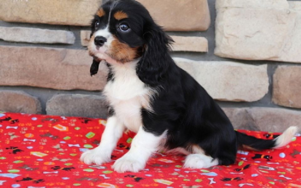 Regalo Cavalier King Charles Spaniel  cuccioliato disponibili