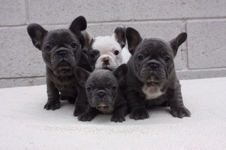 Cucciolo di Bouledogue Francese in regalo