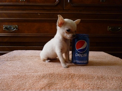 chihuahua cucciola vendo