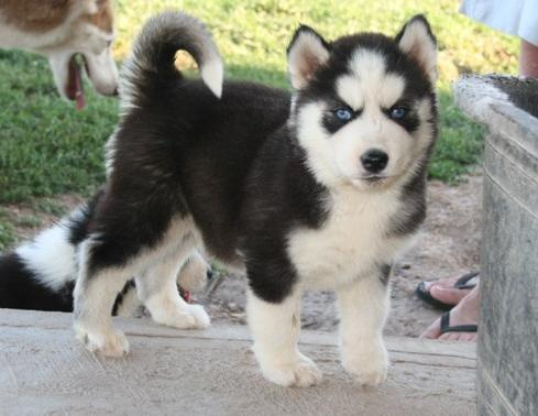  regalo cuccioli di Sibarian Husky disponibili per l'adozione