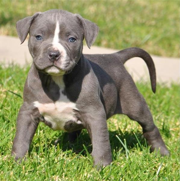 Regalo pitbull tutti miei nati in casa da genitori sempre di mia propriet� e tranquillamente visibil