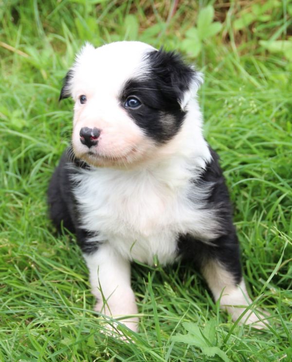  regalo cuccioli di border collie cuccioli disponibili per l'adozione