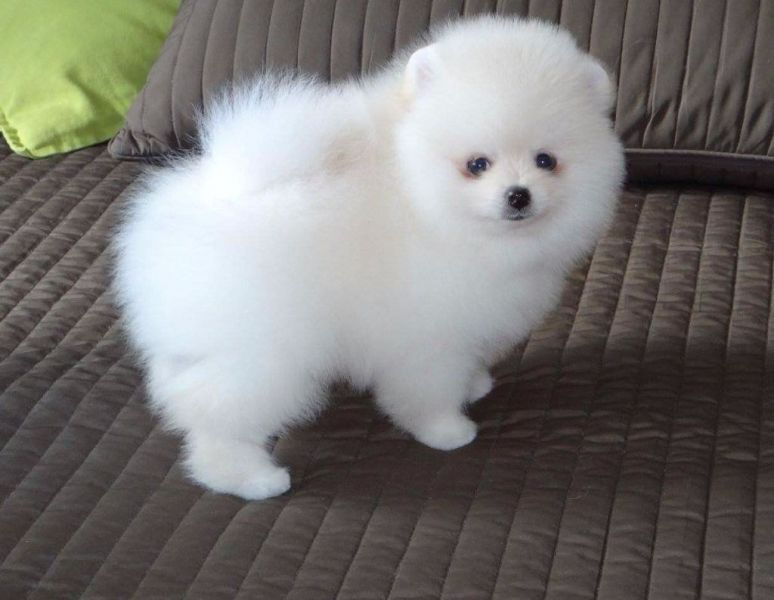Preziosi cuccioli di Pomerania