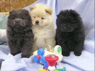 Cuccioli di chow chow maschi e femmine