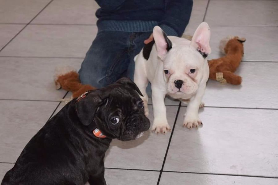 Adorabili cuccioli di Bulldog Francese femminucce e maschietti disponibili per l'adozione gratuita