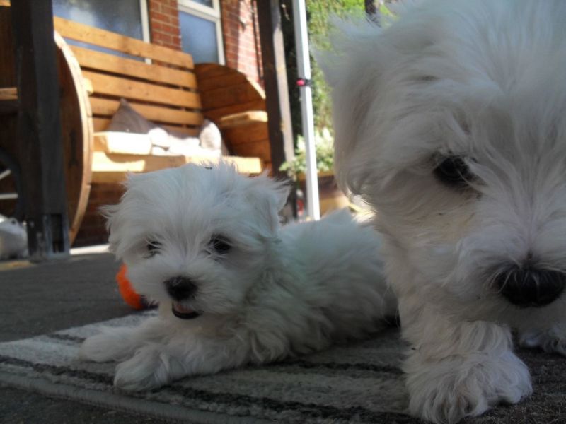 CUCCIOLI MALTESI Pronto ad andare in adozione !!!!!