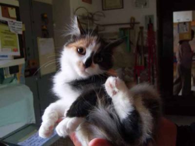 Cipria giovane gattina cerca casa