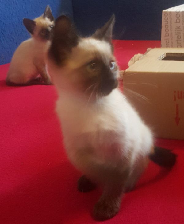 Siamese kitten  per adozione ( regalo  )