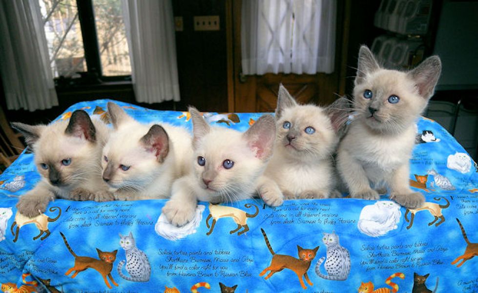 Gattini affettuosi siamesi Gattini affettuosi siamesi, adorabile, vaccinati per dare alla persona re