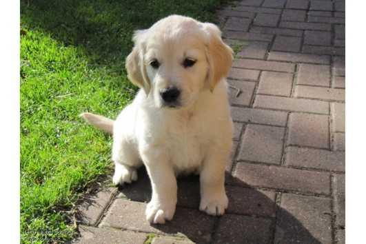 REGALO San Bernardo Cuccioli  Abbiamo due di questi cuccioli. un maschio e una femmina. sono molto s
