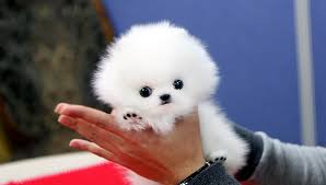 Volpino spitz pomerania