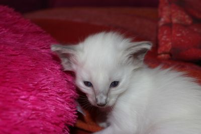CUCCIOLI DI BALINESE SIAMESE PELO SEMILUNGO CON PEDIGREE