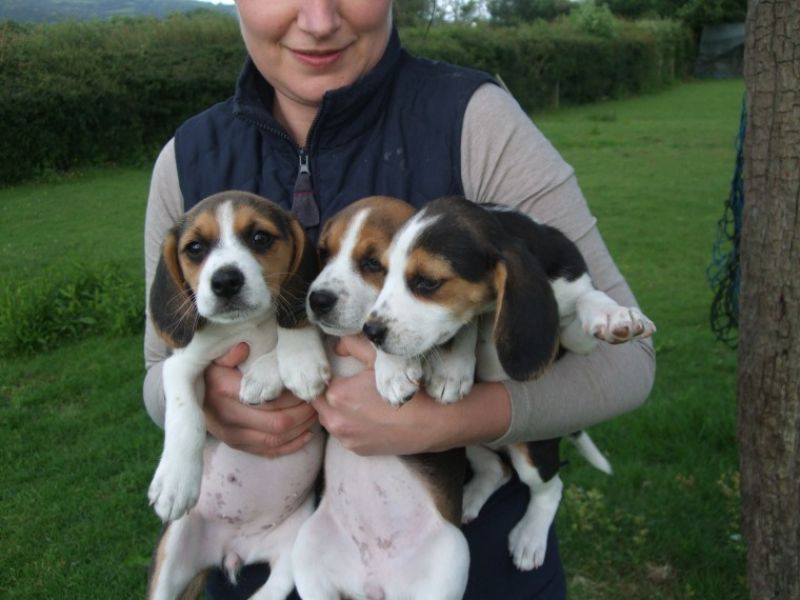 Regalo Cucciolo di Beagle in pronta consegna