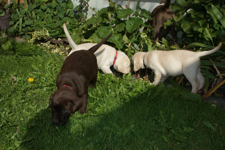 Labrador chocolate e neri!!!