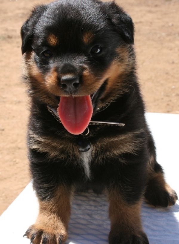  cuccioli di ROTTWEILER   per adozione ( regalo  )
