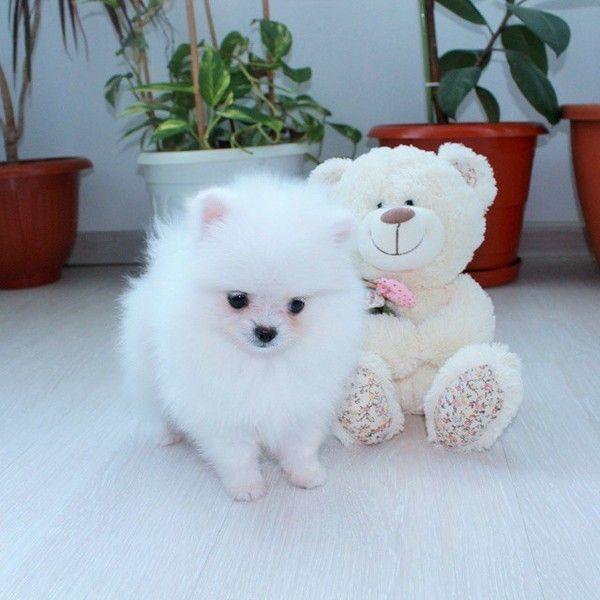 Volpino di pomerania toy