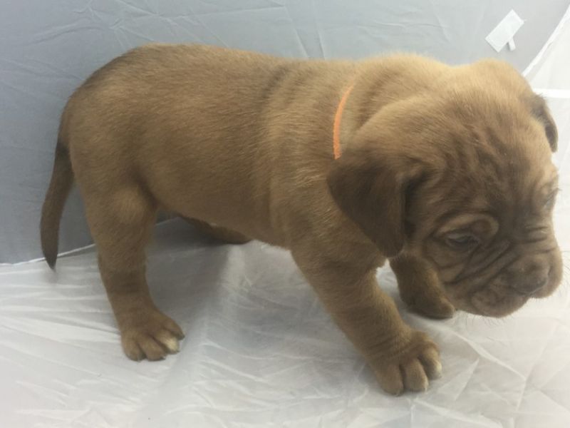 Regalo Cuccioli dogue de bordeaux Disponibili