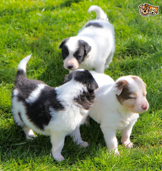 Adorabili cuccioli di border collie femminucce e maschietti disponibili