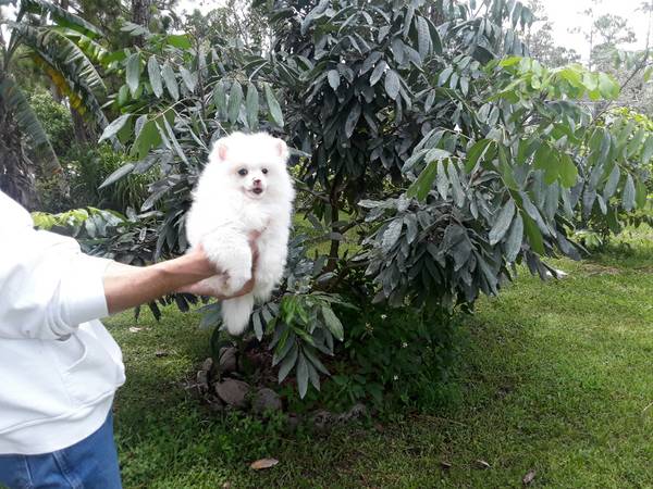 Regalo Volpini cuccioli di pomerania Piccoli