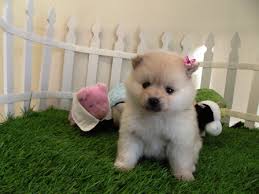 Spitz tedesco nano Pomerania