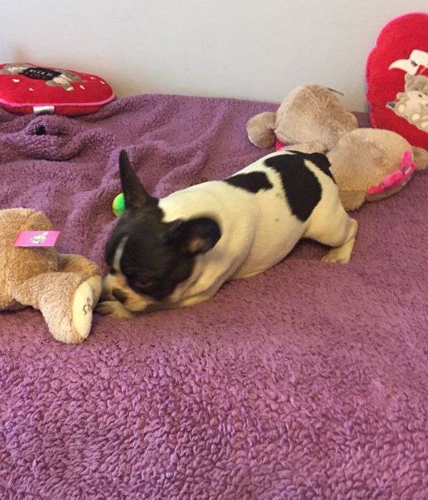 Abbiamo  splendidi cuccioli di Bouledogue Francese