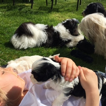 REGALO Dolci cuccioli Havanese per l'adozione