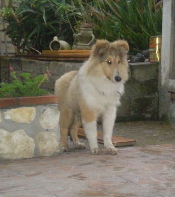PASTORE SCOZZESE  (Collie)