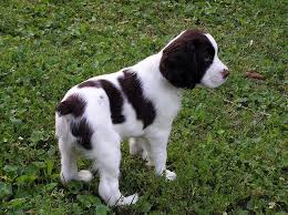 Abbiamo disponibili cuccioli di springer spaniel Maschietti e Femminucce