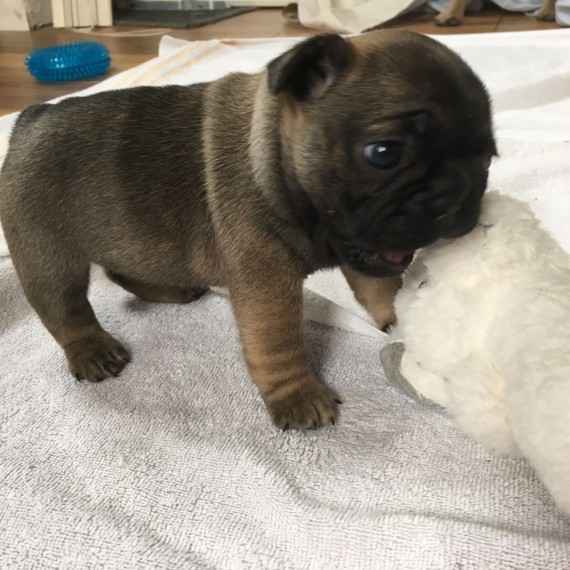 REGALO Cuccioli di Bulldog Francese
