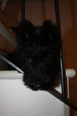 STREPITOSA CUCCIOLATA DI SCOTTISH TERRIER