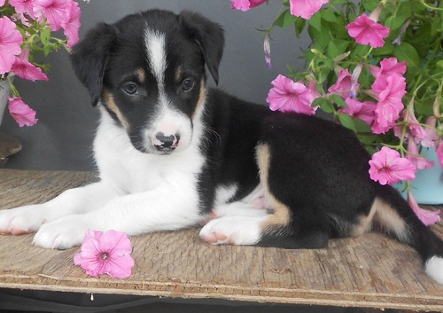  adorabili cuccioli di border collie in regalo