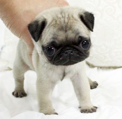 Cuccioli gratis Carlino Pug per regalo