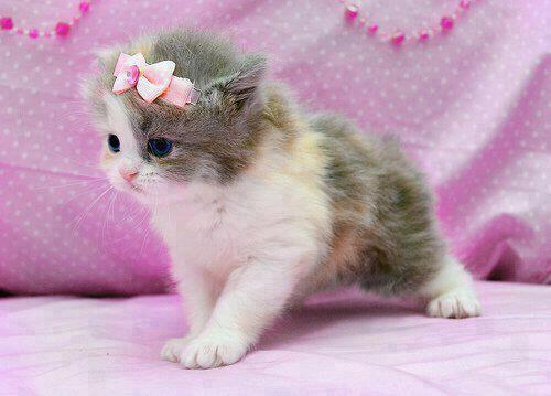 Cucciolata di Gattino persiano per l'adozione