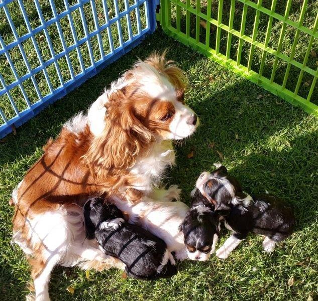Molto bella e sani  cuccioli di cavalier king  per adozione maschi e femmine disponibili (gratis) 