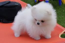 ..REGALO Due cuccioli T-Cup Pomerania impressionanti