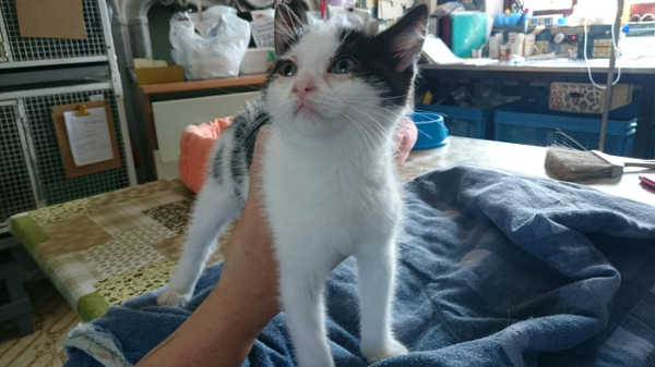Gattini in cerca di casa
