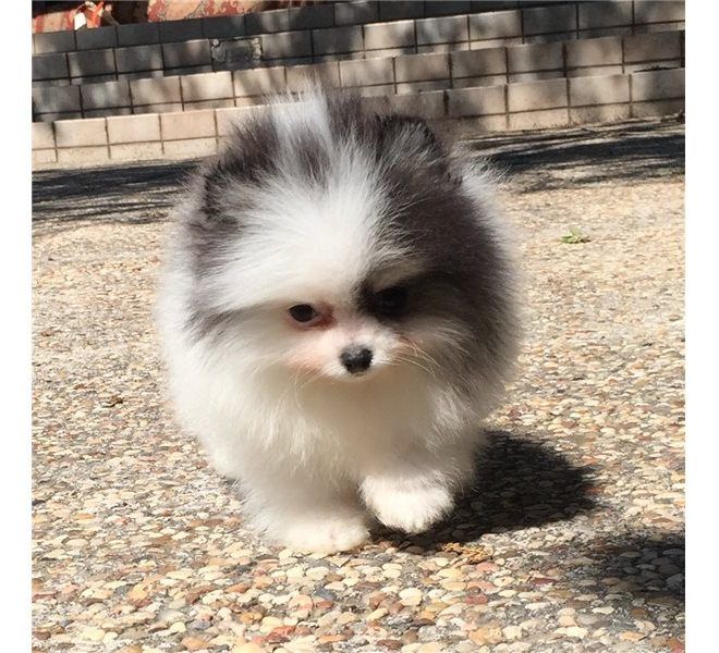 Offriamo ottimi cuccioli di Volpino di Pomerania 2 Maschietti e 1 Femminucce, 