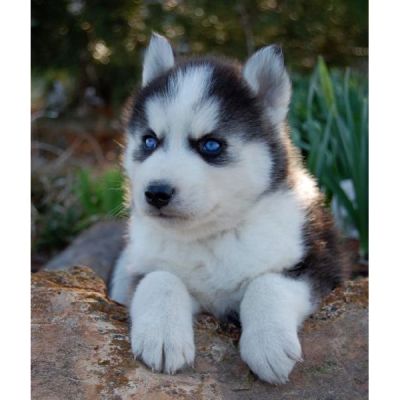  Siberian Husky cuccioli stupendi 