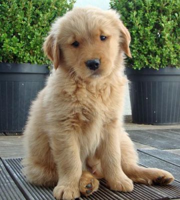 10 settimane di et�, Brown PUPS GOLDEN Retriver