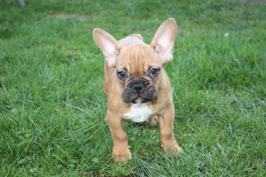 Cuccioli di razza bulldog francese per adozione 
