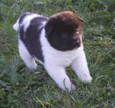 Meravigliosi Cuccioli di Akita