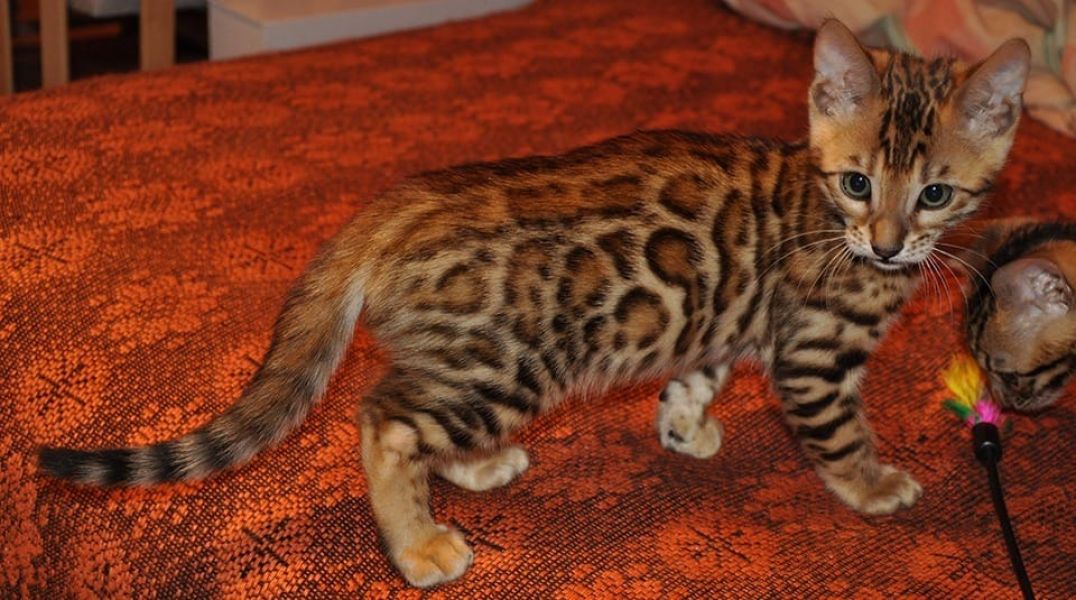 Gattini di bengala  per adozione ( maschio e femmina )