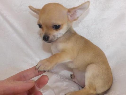 Vendesi cuccioli chihuahua dolcissimi 