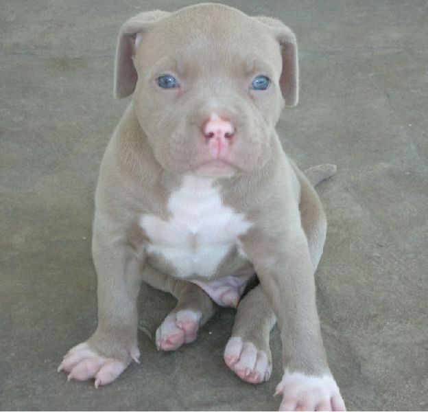 Pitbull cuccioli introvabili cuccioli di pitbull intelligenti e dolcissimi attaccati al padrone Cucc