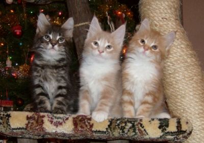 maine coon cuccioli