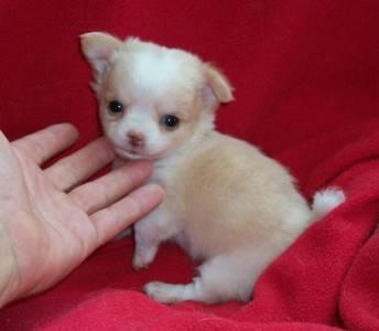 Cuccioli di chihuahua razza pura Maschietti e Femminucce.