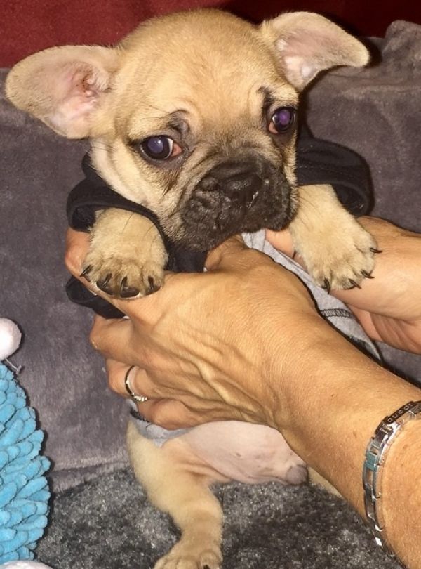 Adorabili cuccioli di Bulldog Francese femminucce e maschietti disponibili per l'adozione