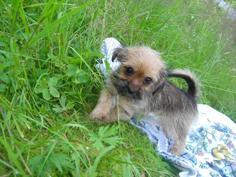  cuccioli di shih tzu per adozione ( regalo  )