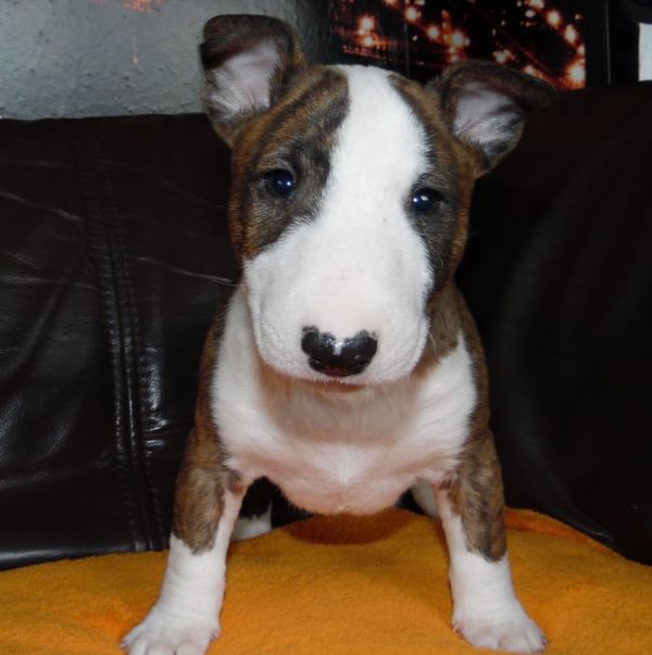 Cuccioli di miniature bull terrier per adozione ( maschio e femmina )