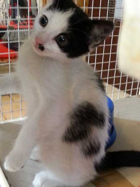 Milko, buonissimo cucciolo bianco e nero